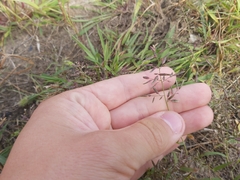 Eragrostis minor
