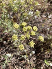 Lomatium