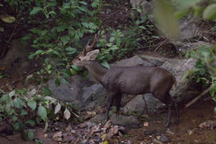 Axis porcinus