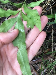 Pteris cretica