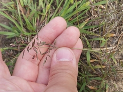 Eragrostis minor