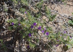 Aptosimum spinescens