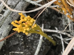 Psilotum nudum