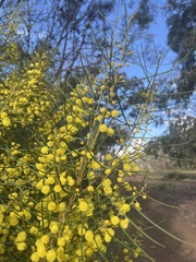 Acacia elongata