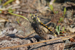 Ophiogomphus occidentis