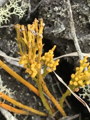 Psilotum nudum