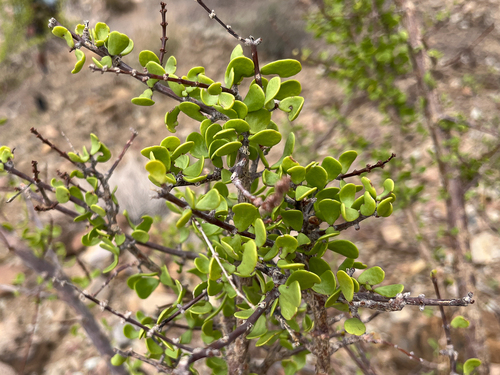 Portulacaria fruticulosa image