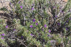 Aptosimum spinescens