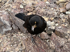 Onychognathus nabouroup