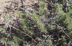 Aptosimum spinescens