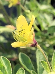 Cleome viscosa