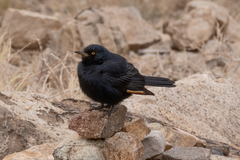 Onychognathus nabouroup