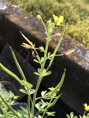 Cleome viscosa