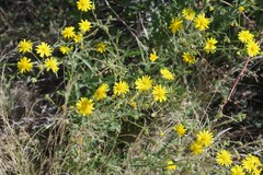 Osteospermum microcarpum