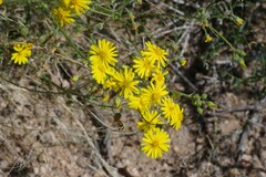 Osteospermum microcarpum