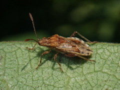 Stictopleurus punctiventris