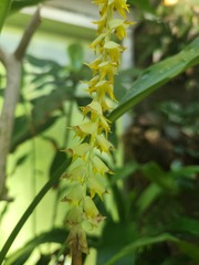 Dendrochilum