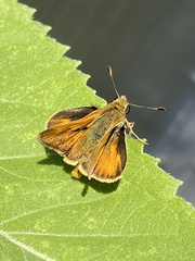 Ochlodes sylvanoides