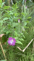 Epilobium hirsutum