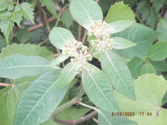 Euphorbia heterophylla