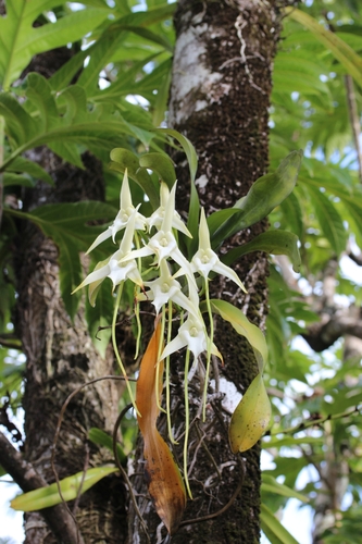 Angraecum sesquipedale var. sesquipedale image