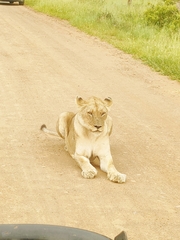 Panthera leo melanochaita