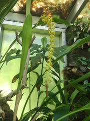 Dendrochilum