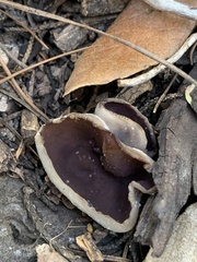 Pezizaceae