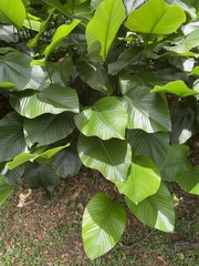 Thaumatococcus daniellii