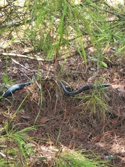 Coluber constrictor priapus