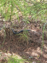 Coluber constrictor priapus