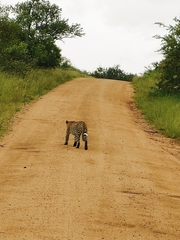 Panthera pardus pardus