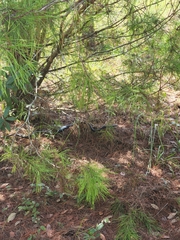 Coluber constrictor priapus