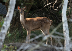 Rusa timorensis