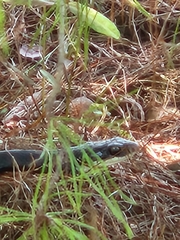 Coluber constrictor priapus