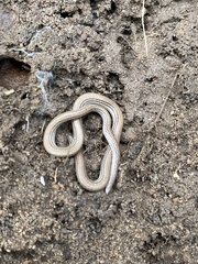 Aprasia striolata