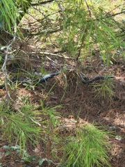 Coluber constrictor priapus