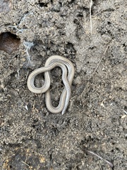 Aprasia striolata