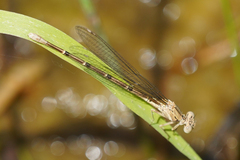 Argia emma