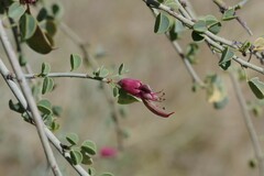 Adenolobus garipensis