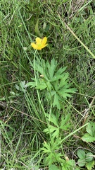 Ranunculus polyanthemos