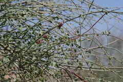 Adenolobus garipensis