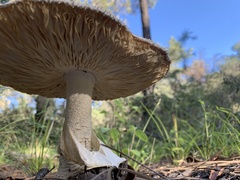 Amanita