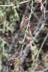 Adenolobus garipensis