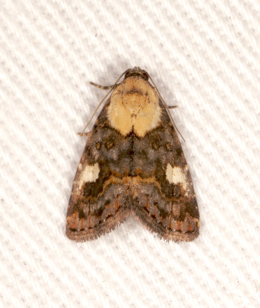 Lithacodia phya