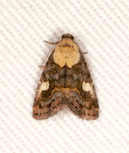 Lithacodia phya