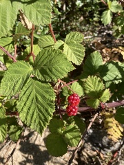 Rubus