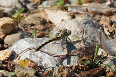 Ophiogomphus occidentis