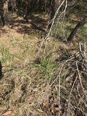 Pseudechis porphyriacus