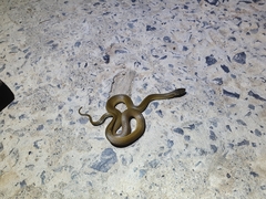 Hebius vibakari